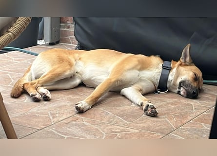 Mica, 3 Jahre, sucht ein neues Zuhause