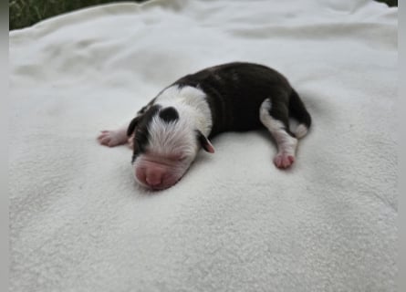 Border Collie Welpen