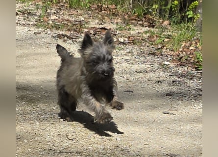 Lustige Kobolde / Cairn Terrier suchen ein Zuhause