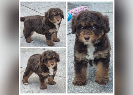 Aussiedoodle Traum ! Bezaubernde Welpen in tollen Farben aus erfahrener+überprüfter Familienaufzucht