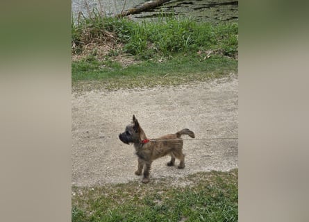 Lustige Kobolde / Cairn Terrier suchen ein Zuhause