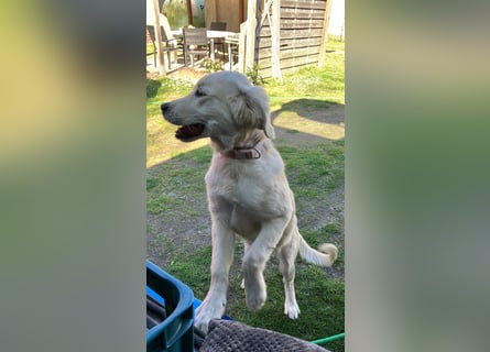 Wunderschöne Goldene Retriever Hündin - 6 Monate