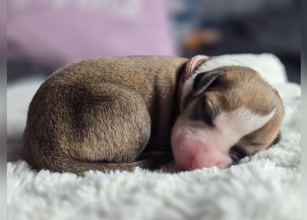 Whippet Welpen suchen liebevolle Familien