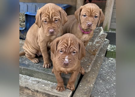Magyar Vizsla aus Jagdlicher Leistungszucht. Ein Rüde sucht noch sein perfektes Zuhause
