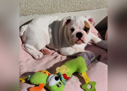 Englische Bulldoggen welpen Top Pedigree FCI