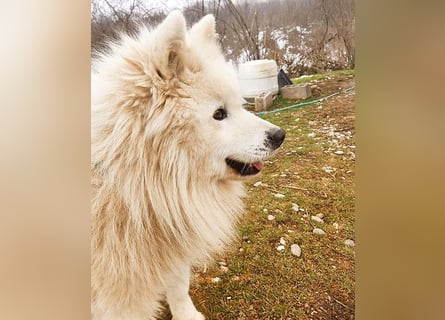 ❤️ wunderschöner Samojede LEO - 3 Jahre, 55cm/25kg