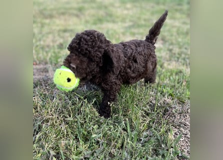Lagotto Romagnolo – Hochwertige Welpen aus der registrierten Zuchtstätte King of the Truffles