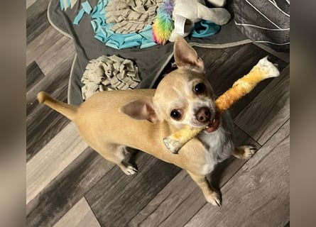 Chihuahua