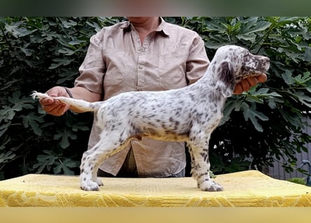 English setter Welpen (3 Rüden, 2 Hündinnen)
