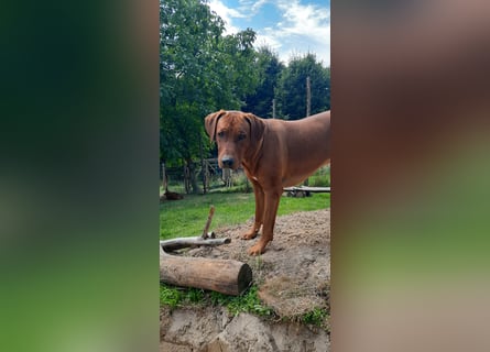 Szczeniaki  Rhodesian Ridgeback/ Pies/Suka Rhodesian Ridgeback/ welpen rhodesian
