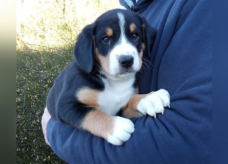 Entlebucher Sennenhund-Welpen "vom Zwergenstübchen" mit Ahnentafel