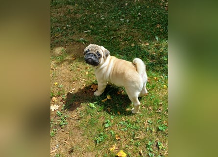 Mops welpen ab sofort Abgabe bereit.