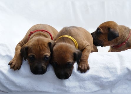 wunderschöne Rhodesian Ridgeback Welpen ! ! ! absolut vitale und einwandfreie kleine Engel