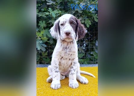English setter Welpen (3 Rüden, 2 Hündinnen)