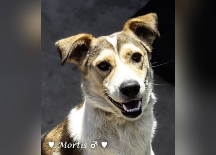 Familienhund Mortis sucht ein Zuhause