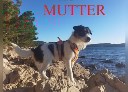 Parson Russell Terrier Welpen