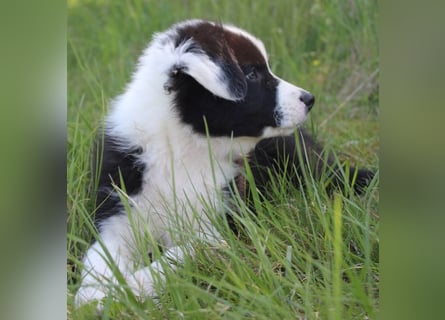 Australian Shepherd Welpe (reinrassig)