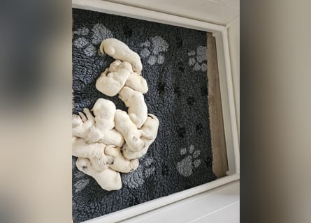 Golden Retriever Welpen aus verantwortungsvoller Zucht