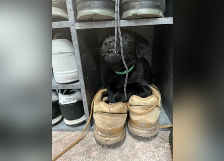 Labrador Mix Welpen
