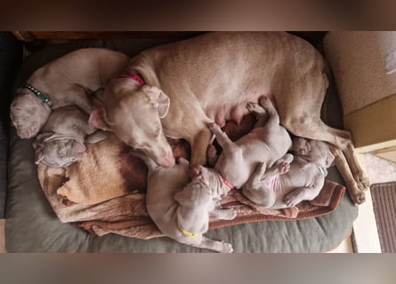zuckersüße Weimaranerwelpen