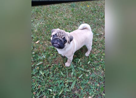 Mops welpen ab sofort Abgabe bereit.