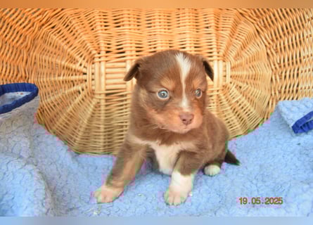 Traumhafte Mini Aussie Welpen,alle Farben, aus seriös. Zucht!