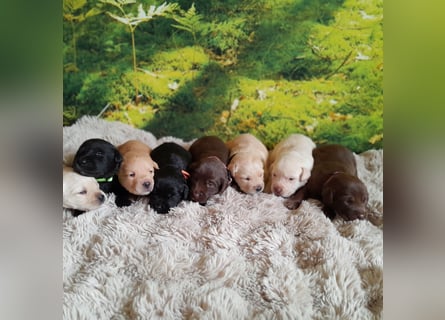 Reinrassige Labradorwelpen