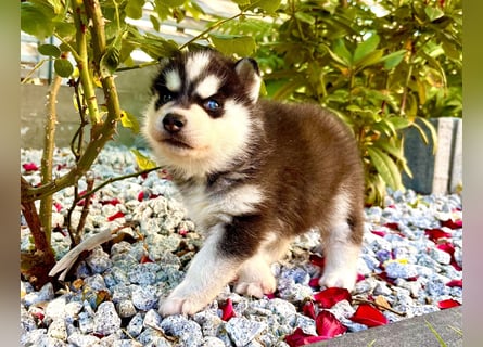 FCI Pedigree Blue Eyed Black & White Siberian Husky Champion Puppy