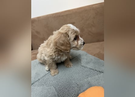 Maltipoo - Welpen - Rüden und Hündin