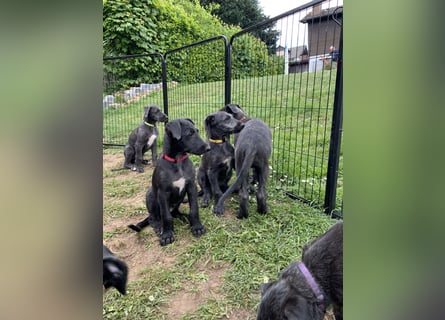 Deerhoundwelpen suchen ein liebevolles Für-Immer-Zuhause