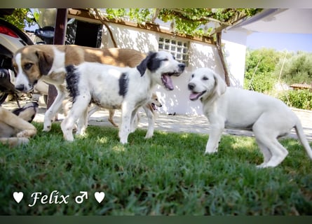 Felix und Freddie suchen absofort ein Zuhause
