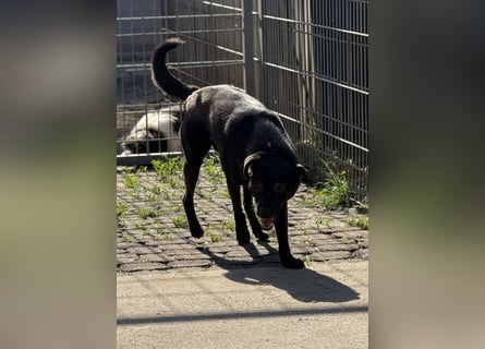 Oldstine möchte ankommen - aktiv, freundlich, sensibel
