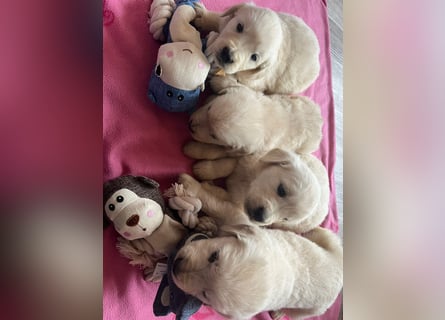 Golden Retriever Welpen abzugeben