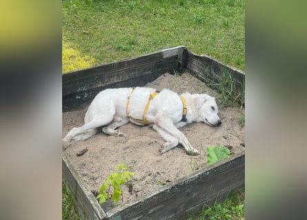 Francesco - Wo sind die Freunde von großen, gemütlichen Hunden