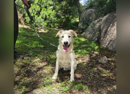 Victory: toller Familienhund