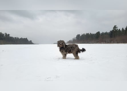 Doodle Bergamasker Barbet Mix Bergamasco Franz. Wasserhund Bergadoodle für Allergiker nicht haarend