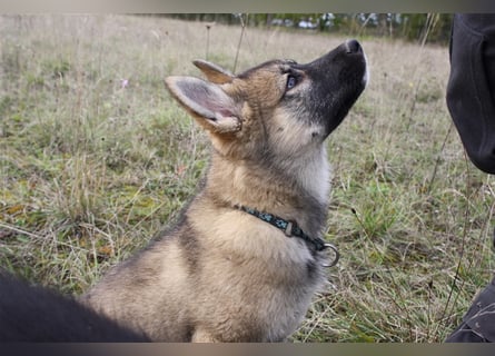 Eurasier - A. Malamute Hybrid-Welpe: Hündin, Name: Ajuma