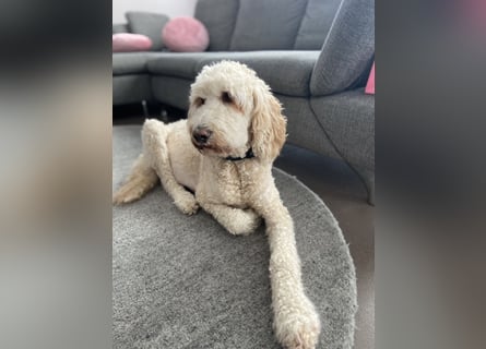 Goldendoodle F1bb Welpen -Liebevoll aufgezogen!
