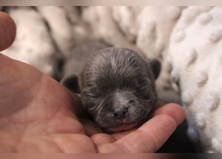 Chihuahua Welpe Blue mit weißen Zeichen kurzhaar