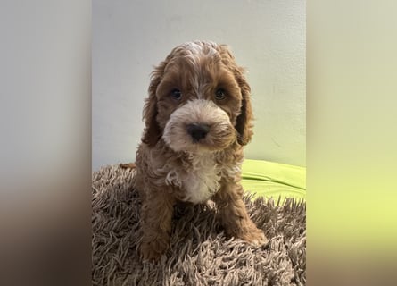 Cockapoo. F1 American Wurfankündigung Juli 2025