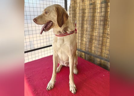 ❤️ wunderschöner Schmusebär PABLO - 2 Jahre, 50cm/20kg - Vizsla-Mix ❤️
