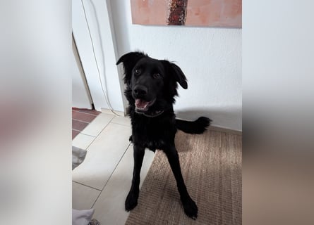 Hofhund Herdenschutzhund