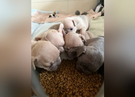 Sportliche Gesunde Französische Bulldoggen aus seriöser Familienzucht!