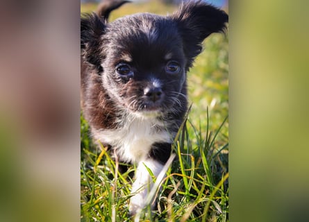 Chihuahuawelpen