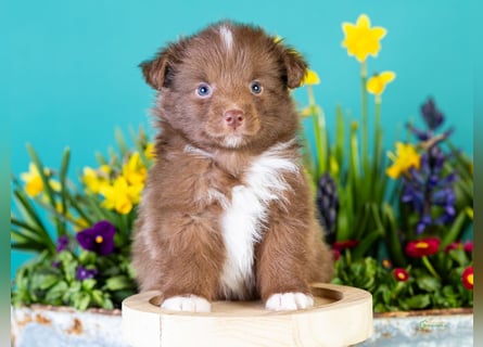 Kleinbleibende Miniature Australian Shepherd Welpen