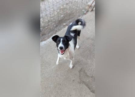 Powerpaket Laika, 1 Jahr, sucht ihresgleichen