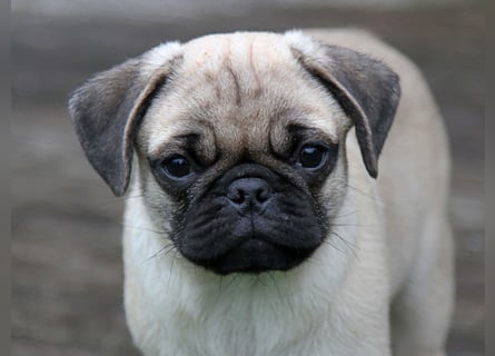 Mops 2.0 Welpen, Rüde, 13 Wochen, Ahnentafel CfdM / VDH / FCI