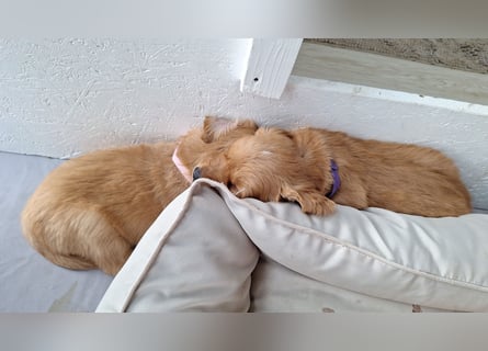 Golden Retriever Welpen