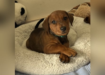 Deutscher Pinscher Welpen aus dem Haus ,,Cava Land" FCI Zucht