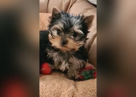 Yorkshire-Terrier Welpen,  reinrassig mit Ahnentafel sofort abgabebereit